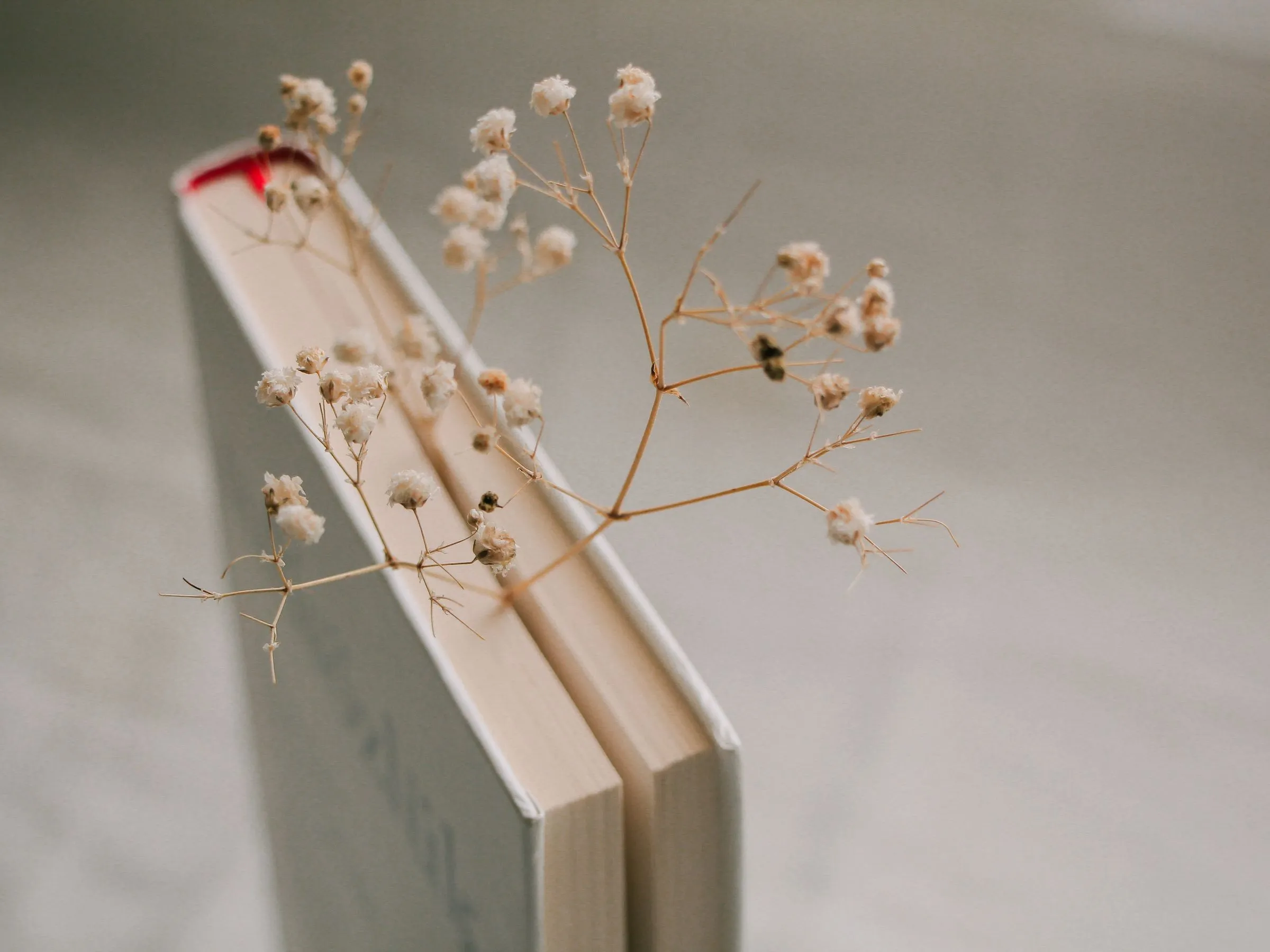 Hardcover book standing upright with a sprig of dried gypsophila tucked in its pages.