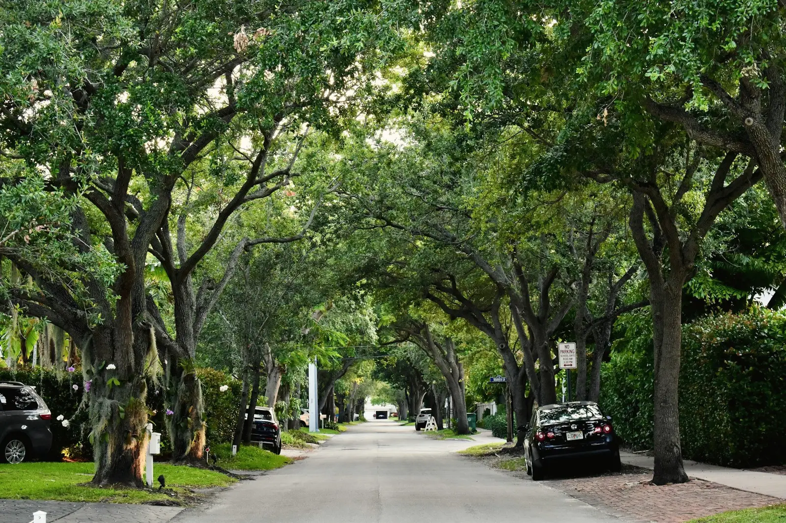 A quiet residential street under a tunnel of large old oak trees, cars parked along the curb.
